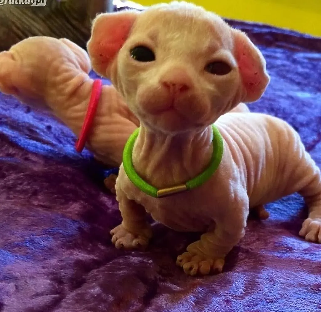 Bambino