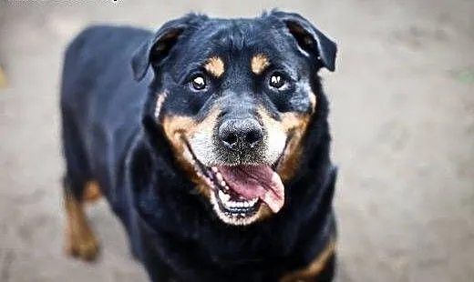 Alan - dojrzały rottweiler szuka kochającego domu,