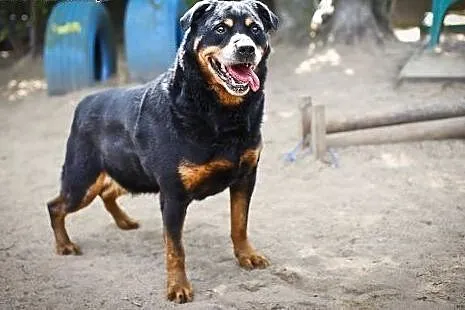 Alan - dojrzały rottweiler szuka kochającego domu,