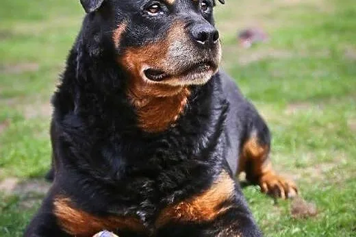 Alan - dojrzały rottweiler szuka kochającego domu,