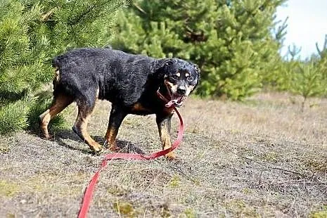 Alan - dojrzały rottweiler szuka kochającego domu,