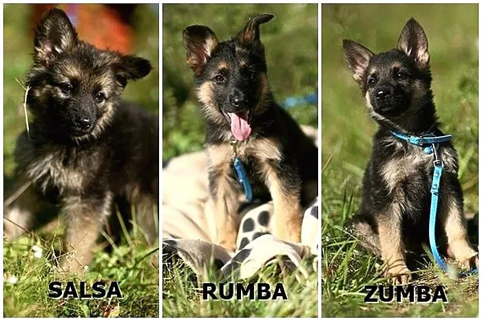 Salsa, Rumba i Zumba - trzy słodkie, małe suczki :