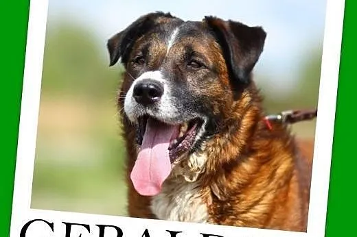 Pasterski,35 kg, 4 lata,łagodny,duży pies GERALDO.Adopcja,  małopolskie Kraków
