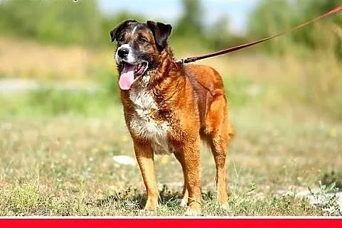 Pasterski,35 kg, 4 lata,łagodny,duży pies GERALDO.