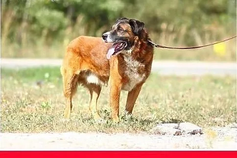 Pasterski,35 kg, 4 lata,łagodny,duży pies GERALDO.