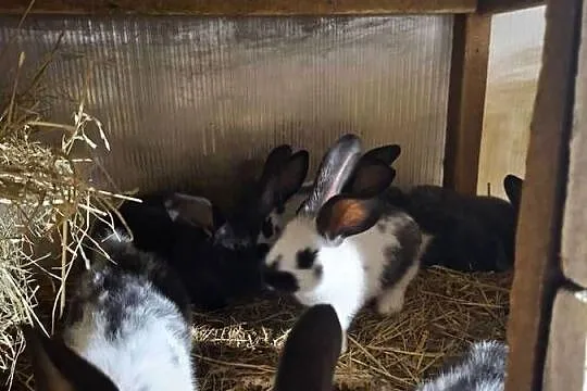 Sprzedam króliki mieszance srokacz z belgiem, Pomorskie, Skarszewy