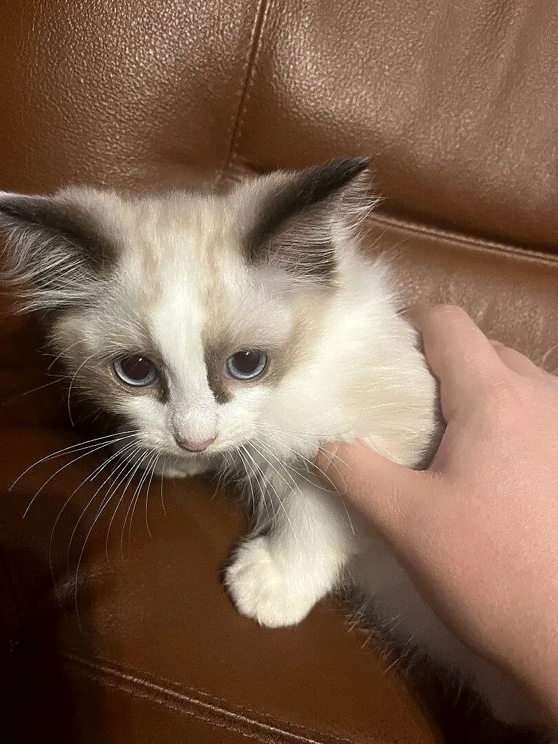 OKAZJA-cudowny kotek o umaszczeniu seal bicolour rasy RAGDOLL, Łódzkie, Łódź