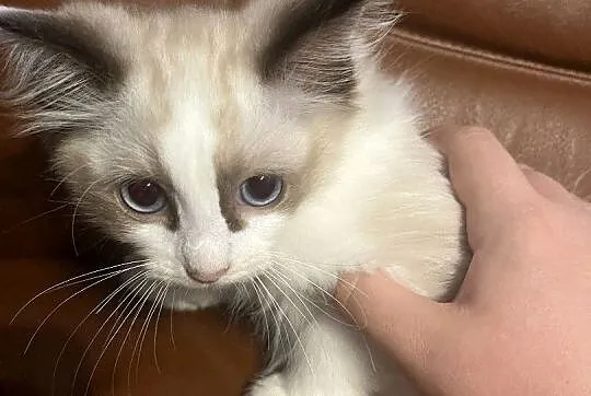 OKAZJA-cudowny kotek o umaszczeniu seal bicolour rasy RAGDOLL, Łódzkie, Łódź