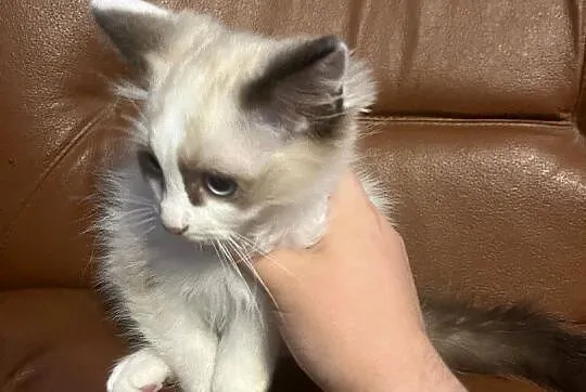 OKAZJA-cudowny kotek o umaszczeniu seal bicolour rasy RAGDOLL, Łódzkie, Łódź