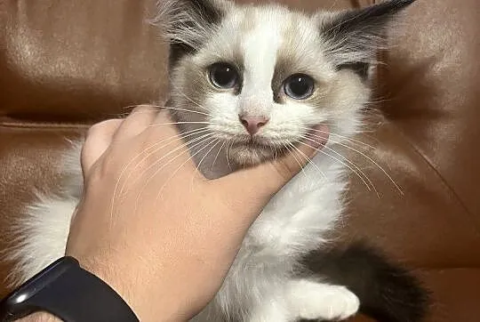 OKAZJA-cudowny kotek o umaszczeniu seal bicolour rasy RAGDOLL, Łódzkie, Łódź
