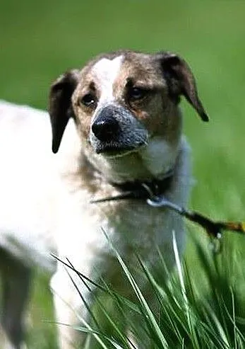 Drupi - przystojny piesio poleca się do adopcji :), Warmińsko-mazurskie, Olsztyn