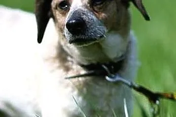 Drupi - przystojny piesio poleca się do adopcji :)