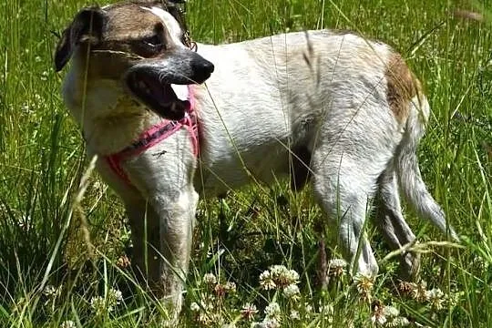 Drupi - przystojny piesio poleca się do adopcji :), Warmińsko-mazurskie, Olsztyn