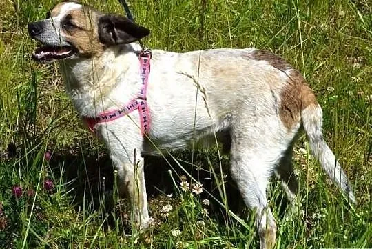Drupi - przystojny piesio poleca się do adopcji :), Warmińsko-mazurskie, Olsztyn