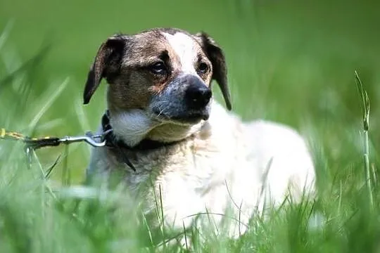 Drupi - przystojny piesio poleca się do adopcji :), Warmińsko-mazurskie, Olsztyn