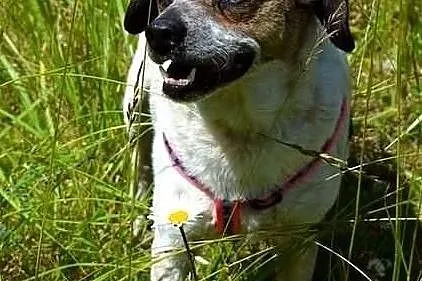 Drupi - przystojny piesio poleca się do adopcji :), Warmińsko-mazurskie, Olsztyn