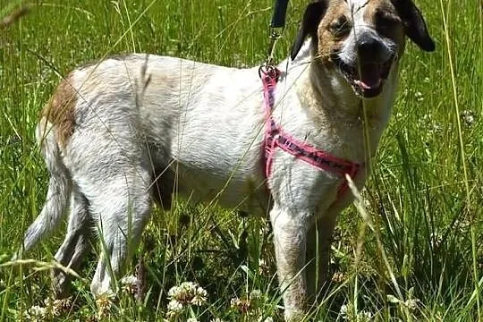 Drupi - przystojny piesio poleca się do adopcji :), Warmińsko-mazurskie, Olsztyn