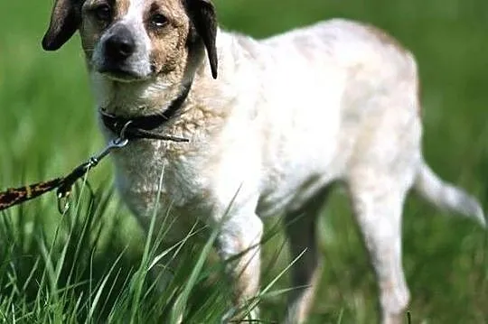 Drupi - przystojny piesio poleca się do adopcji :), Warmińsko-mazurskie, Olsztyn
