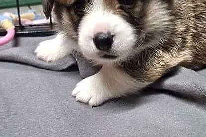 Welsh Corgi Pembroke ZKwP FCi