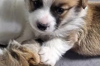 Welsh Corgi Pembroke ZKwP FCi, Śląskie, Przystajń