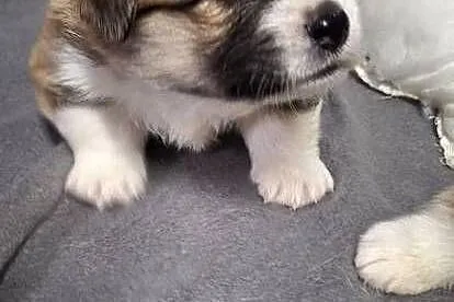 Welsh Corgi Pembroke ZKwP FCi, Śląskie, Przystajń