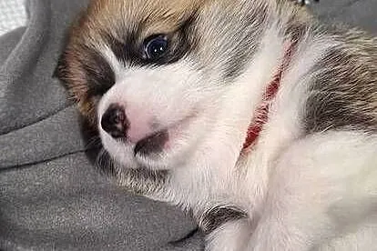 Welsh Corgi Pembroke ZKwP FCi, Śląskie, Przystajń