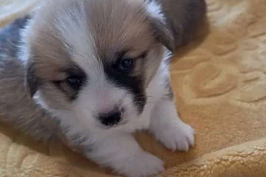 Welsh Corgi Pembroke ZKwP FCi, Śląskie, Przystajń