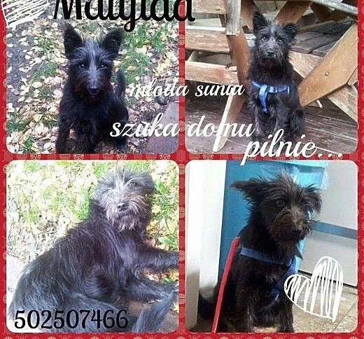 Matylda poleca się do adopcji, mazowieckie Warsza