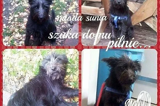 Matylda poleca się do adopcji,  mazowieckie Warsza