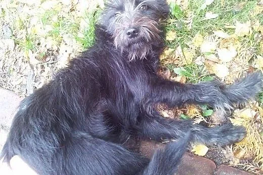 Matylda poleca się do adopcji,  mazowieckie Warsza