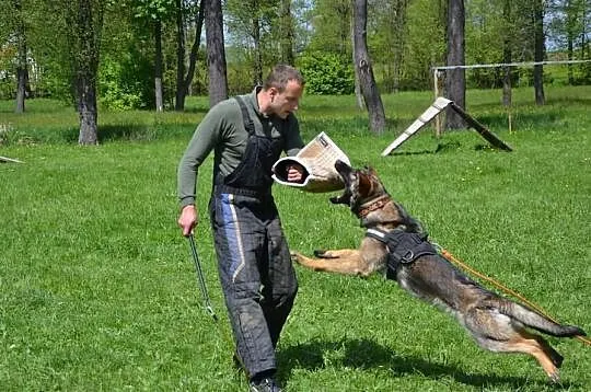 Szkolenie psów Bogacica Lupus Frater -Praszka,Oles