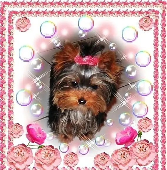 York,yorkshire terrier! ELITARNE MINI CUDEŃKA-PIES