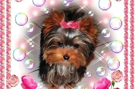 York,yorkshire terrier! ELITARNE MINI CUDEŃKA-PIES