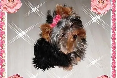 York,yorkshire terrier! ELITARNE MINI CUDEŃKA-PIES