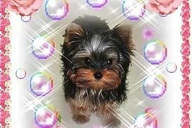 York,yorkshire terrier! ELITARNE MINI CUDEŃKA-PIES