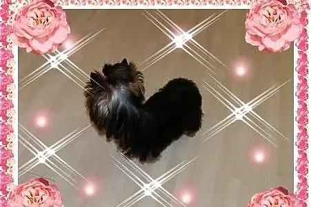 York,yorkshire terrier! ELITARNE MINI CUDEŃKA-PIES