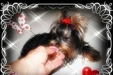 York,yorkshire terrier! ELITARNE MINI CUDEŃKA-PIES