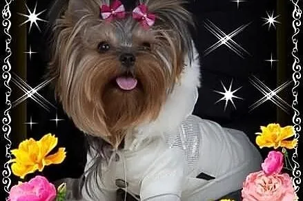 York,yorkshire terrier! ELITARNE MINI CUDEŃKA-PIES