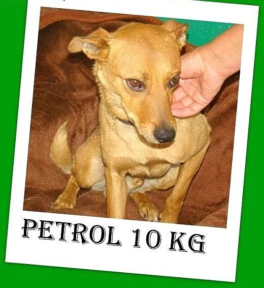 10kg,lubi inne zwierzaki,cieszy go bliskość człowi