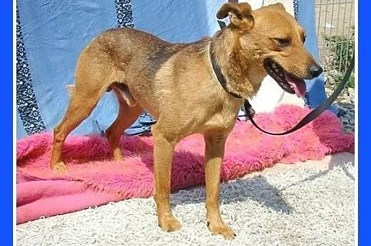 10kg,lubi inne zwierzaki,cieszy go bliskość człowi
