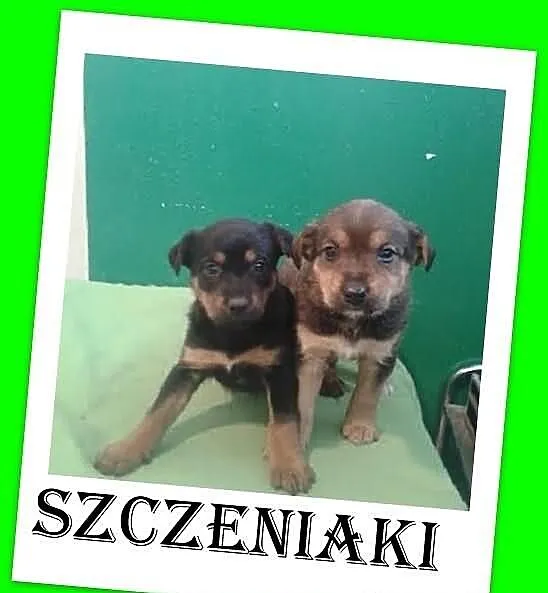 Szczeniaki 6 tyg. pieski,suczki średnie docelowo.A
