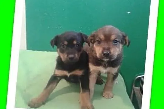 Szczeniaki 6 tyg. pieski,suczki średnie docelowo.ADOPCJA