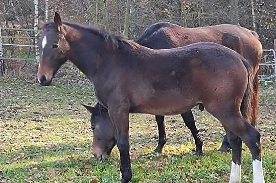 Torino LS, , 