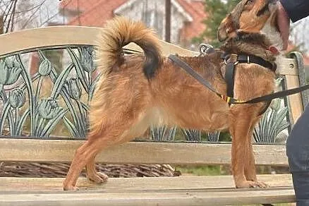 Mała sunia FIFI 7 kg, ok. 1,5 roczna szuka domu!, 