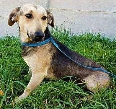 LUCUŚ - cudowny, delikatny psiak nie radzi sobie w schronisku, Mazowieckie, Warszawa