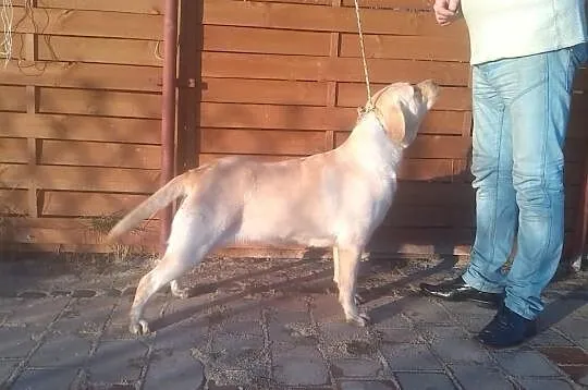 Dorosła biszkoptowa LABRADORKA