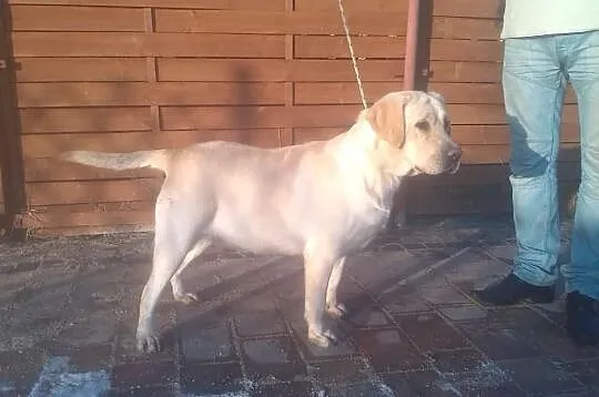 Dorosła biszkoptowa LABRADORKA