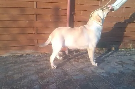 Dorosła biszkoptowa LABRADORKA