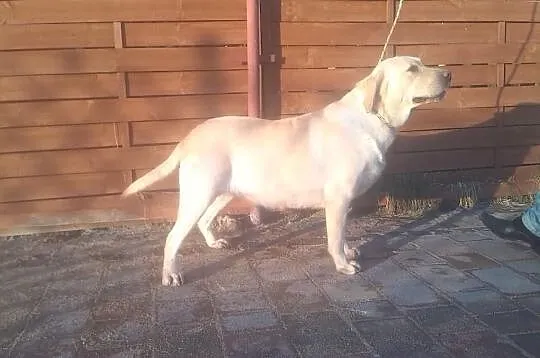 Dorosła biszkoptowa LABRADORKA