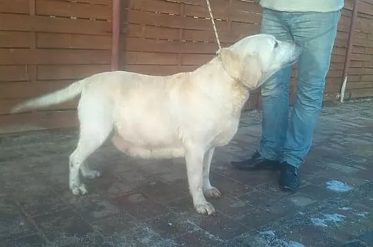 Dorosła biszkoptowa LABRADORKA